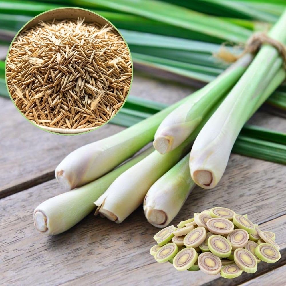 Set 800 Lemongrass Seeds for Indoor or Outdoor Growing, Fragrant Culinary Garden Seeds for Planting