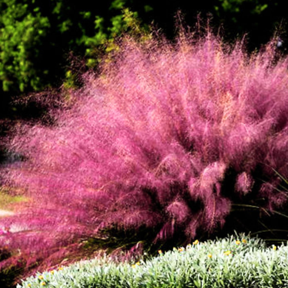 2 Muhly Grass Plants Live, 5-9 Inch Tall Hardy Ornamental Grass Live Plants for Landscaping and Borders (Pink Muhly Grass)