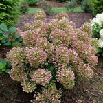 Hydrangea Plant Live Tree, Red Pink to White Color Bloom, 5-10" Well-Rooted Hydrangea Shrub Bush for House Planting Outdoor, Dormant