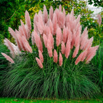100 Pink Pampas Grass Seeds, Ornamental Grass Seeds for Planting, Perennial Pampas Grasses for Landscaping and Decoration