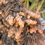 15 Turmeric Roots for Planting, Curcuma Turmeric Rhizomes for Garden, Tropical Herb Root for Outdoor Growing or Container Gardening
