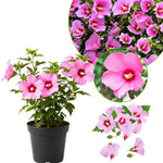 Althea Rose of Sharon Plant Live 6-13 Inc Tall, Hibiscus Syriacus Flowers Rose of Sharon Bush Shrub, in Pot (Pink)