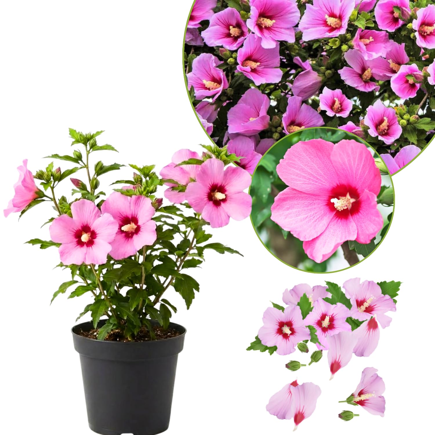 1 Rose of Sharon Plant Live, in Pot, Althea Hibiscus Syriacus Flowers 6 to 14 Inch Tall (Pink Rose of Sharon)