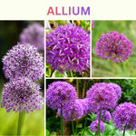 6 Allium Bulbs for Planting, Allium Gladiator Bulbs, Purple Blooming Onion Flowering Perennial for Spring and Summer Garden