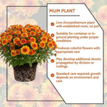 Chrysanthemum Plants Live 4 to 7 Inch Tall, Mum Live Plants, Vibrant Perennial Mums Plants for Planting in Garden (Deep Orange)