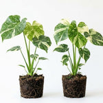 Set 2 Monstera Constellation Plants Live, Live Variegated Monstera Houseplants, Monstera Plant from 5 Inc Tall