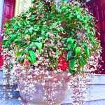 1 Clerodendrum Plant Live, Chain of Glory Clerodendrum Light Live Plants, 5-9 Inch Tall, No Pot (Clerodendrum Wallichii Smithianum)