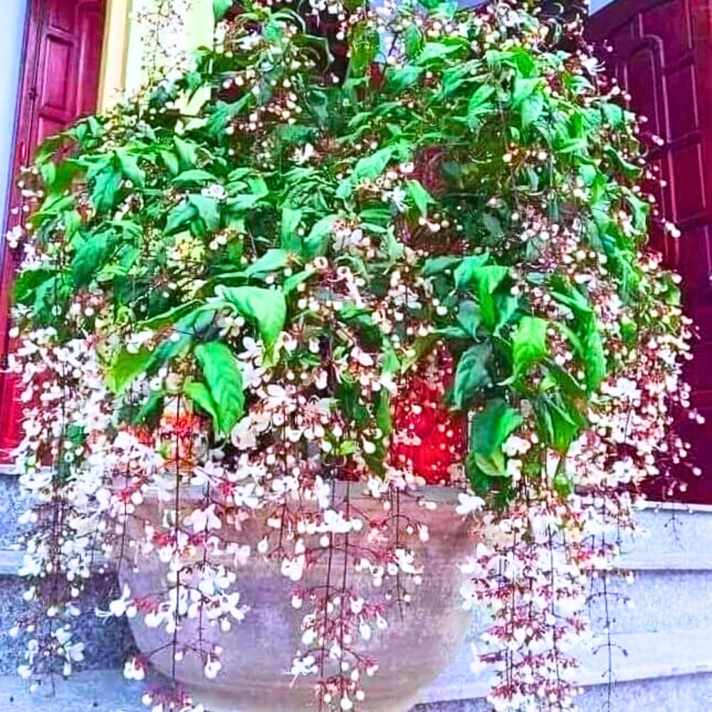 1 Clerodendrum Plant Live, Chain of Glory Clerodendrum Light Live Plants, 5-9 Inch Tall, No Pot (Clerodendrum Wallichii Smithianum)