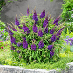 Black Deep Purple Buddleia Butterfly Bush Plant Live, 5-9" in Tall, No Pot, Perennial Bushes Ready to Plant in Spring Outdoor Gardening, Dormant in Winter