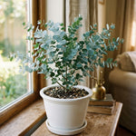 Silver Dollar Eucalyptus Plant Live, Eucalyptus Tree Live, Well Rooted Starter Plants, Fragrant Foliage Ornamental Plant, 5-7 Inches Tall, Indoor Outdoor Landscape