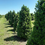 Oak Holly Tree Live Plant in Gallon Pot, Holly Shrub, Ornamental Holly Live Plant