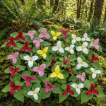 20 Bulbs of Mix Trillium Bulbs, Large Bulbs, Trillium Perennial Flower Bulbs, Trillium Bulb for Planting Indoor Outdoor, Trillium Flower Bulbs