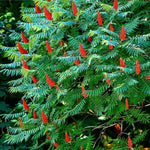 2 Smooth Sumac Trees Live Plants Bare Roots, Dormant 1-2 Feet Tall, Hardy Shrub Fragrant Ground Cover for Landscaping