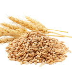 3 Lb Rye Cover Crop Seeds for Planting Lawn, Cover Crop Seeds, Garden Grass Seed, Easy to Plant