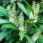 2 Cherry Laurel Seedlings Live Dormant, Cold Hardy Cherry Laurel Shrubs Trees Bareroots