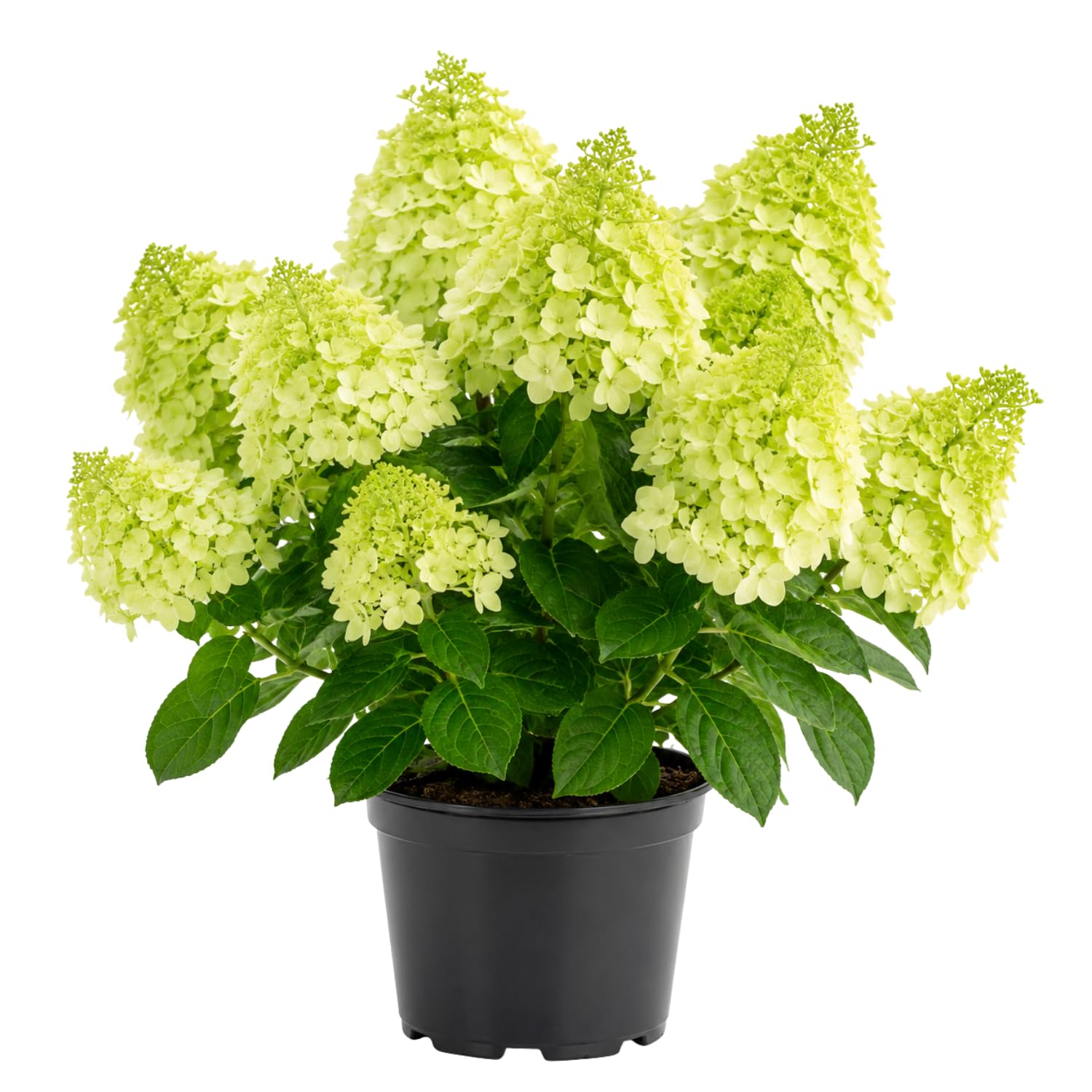 Green Hydrangea Plant Live in 2.5 Inch Pot, Vibrant Flowering Shrub for Garden, Patio Containers and Indoor Growing