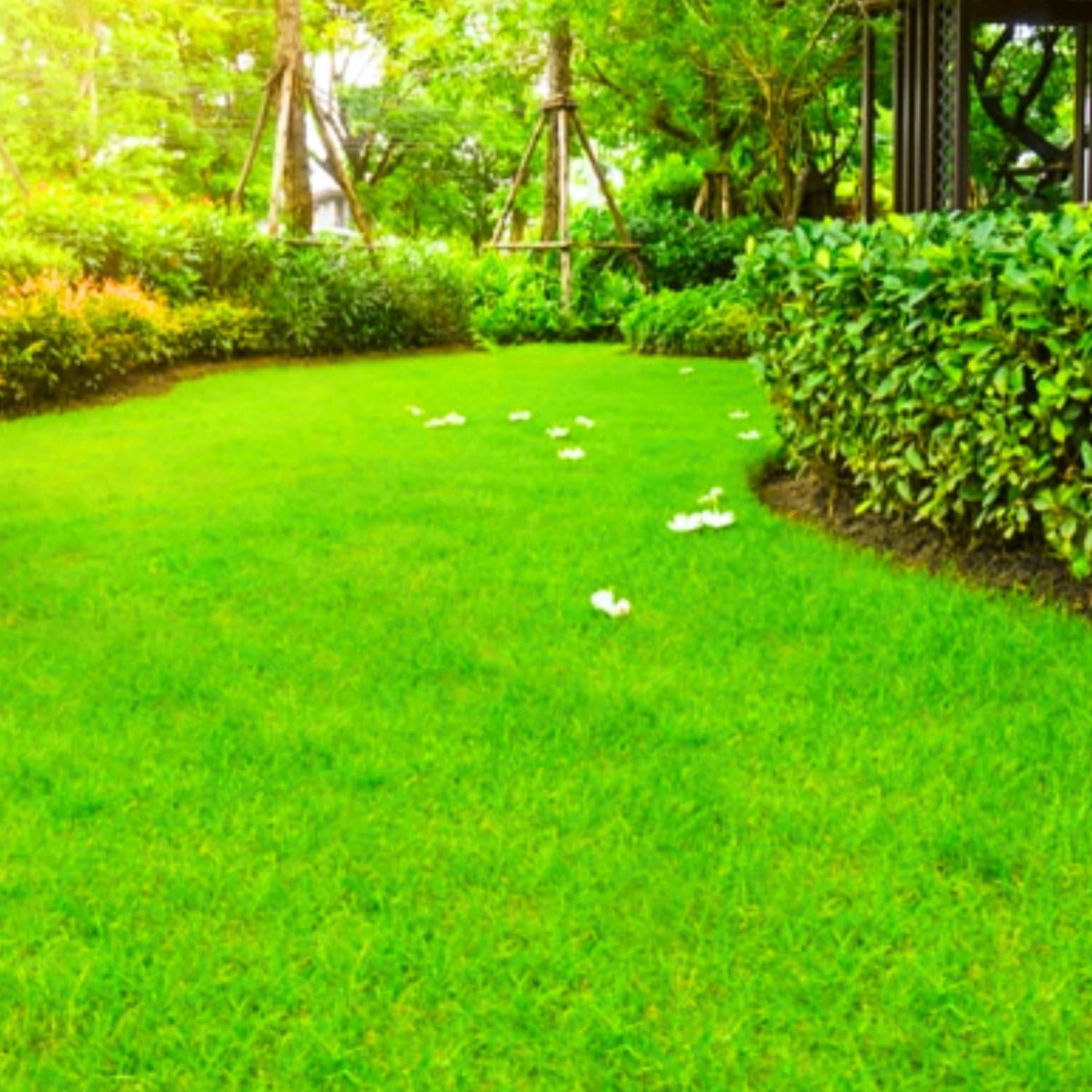 Zoysia Grass Seeds, 60000 Seed Count, Zoysia Seeds Lawngrass Seeds, Grow Outdoor