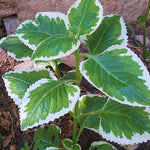 Set 3 Variegated Cuban Oregano Plants Live Mexican Mint Plant, Spanish Thyme Starter Plants from 4 Inc in Height, Fragrant Herb Well Rooted