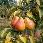 Pear Tree Live Plant, Pear Plant, 10-18 Inc Tall