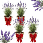 Pack 4 Phenominal Live Lavender Plants for Outside, Blue Purple Lavender Plants No Pot, 5-7" Tall Gardening Indoor Outdoor Spring Planting
