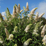 Pack 2 Butterfly Bushes Live Plant, Fragrant Buddleia Bush Shrub, 4 to 9 Inch Tall (White Blooms)