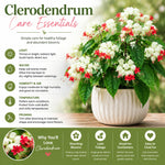 Random Clerodendrum Plants 4–7" Tall, Live Flowering Garden Plants for Patio, Containers and Backyard Landscaping