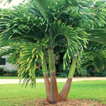 Palm Tree Live Plant Indoor Outdoor, Rare Succulent Palm Houseplant for Indoor or Outdoor Growing, 1 Gallon Pot, Bright Red Fruit
