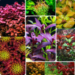 200 Aquarium Plant Seeds for Fish Tank, Mixed Aquatic Grass Seeds for Freshwater Aquarium, Fast-Growing