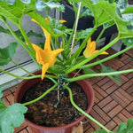 2 Yellow Zucchini Plants Live, 4 Inc Potted, Fast Growing Squash Vegetable Garden Plants