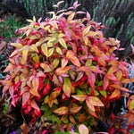 Nandina Shrub, Nandina Plant Live to Grow 6 to 9 Inch Tall, Ornamental Nandina Live Plant in Pot