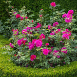 6 Months Old Climbing Rose Live Plant, Well Rooted 5-9" Tall, No Leaf, Ready to Plant Indoor Outdoor, Climber Rose Bush, Hybrid Tea Rose Like, Very Fragrant, Long Bloomer (Purple)
