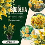 2 Butterfly Bush Live Plants, Yellow Buddleia Shrubs, 5–9 Inch Tall, Fragrant Flowering Shrubs, No Pot
