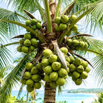 Dwarf Coconut Tree Live Plants, Well Rooted from 2 to 3 Feet Tall, Green and Yellow Coconut Plant, Tropical Fruit for Indoor Outdoor Planting