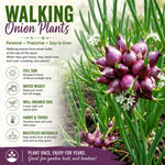 Set 5 Walking Onion Plants, Egyptian Onion Plants, Perennial Garden Herb