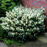 Set of 4 Cherry Laurel Seedlings, 1-2 Feet Tall Bare Roots, Cold Hardy Trees for Outdoor Planting, No Leaves, Dormant