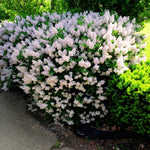 Kim Lilac Tree Live Plant for Outdoor Spring Planting, 1 Year Old Tree 6-12" Tall in Quart Pot, Purple Lilac Trees