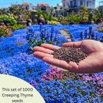 100+ Creeping Thyme Seeds, Blue Creeping Thyme Seeds Ground Cover for Landscaping, Vibrant Blooms Garden Seed