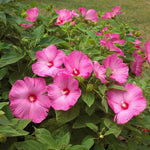 Hibiscus Tree Live Plants for Outdoor Planting, Vibrant Blooms, Size 5-9 Inc in Tall, Dormant in Winter, Spring Fast-Growing (Lady Pink-red)