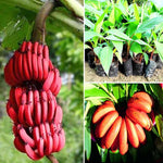 Red Banana Plant Tree Live, Cold Hardy 4-7" in Tall, No Pot, Outdoor Spring Planting, Rare and Sweet Banana Plants