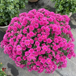 3 Hardy Chrysanthemum Plants Live, Purple Mums Plants Live, 5 to 7 Inc Tall, Chrysanthemum Flowers Perennials Gardening Outdoor