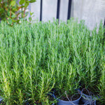 Set 3 Rosemary Plants Live, Blue Rosemary Live Plants, 3 to 5 Inc in Height