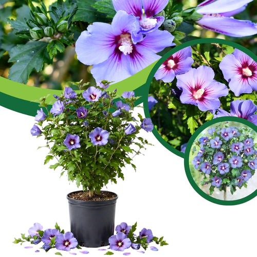 Purple Rose of Sharon Bush Live, Summer Bloom Garden Shrub, 6-13 Inch Tall