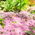 100+ Creeping Thyme Seeds, Pink Creeping Thyme Seeds Ground Cover for Landscaping, Vibrant Blooms Garden Seed