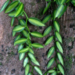 Fast Growing Vanilla Bean Orchid Live Plant, Variegated Fragrant Beans Vanilla Starter Plant, 3 to 7 Inches in Tall, Rare Plant Outdoor Indoor