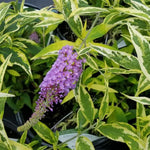 Butterfly Bush Plant Live, Perennial Buddleia Bushes Ready to Grow Outdoor 4-8 Inches (Variegated Leaves Buddleia)