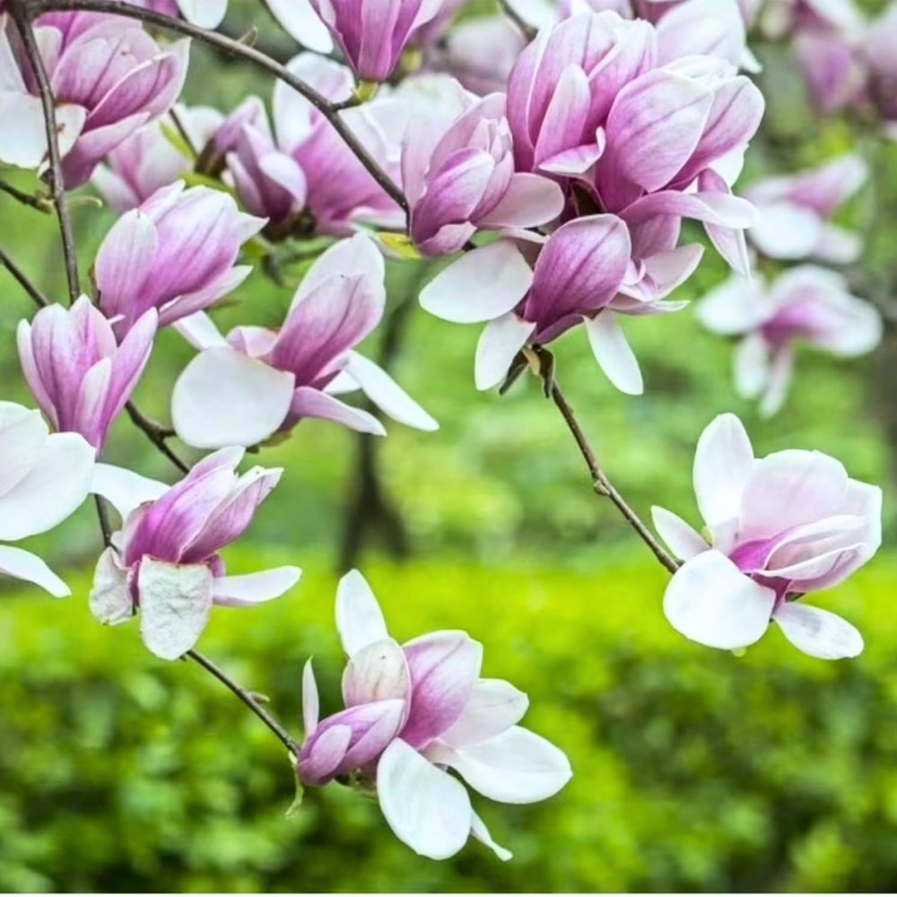 Set of 2 Magnolia Trees Live, 8-12 Inches Tall Cuttings Hardy Fragrant Flowering Magnolia Plants for Outdoor Garden (Saucer Magnolia)