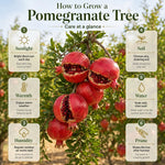 Pomegranate Tree Live Plant 4'' Pot, Red Pomegranate Fruit Tree 8-10 Inches, Sweet Fruit-Bearing Tree for Outdoor Planting