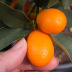 Live Kumquat Tree, 2-3Ft Tall Fruit Plant in 1 Gallon Pot, Edible Kumquat Citrus Fruit Tree for Patio and Garden Growing