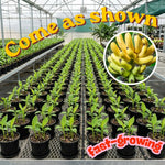 3-4 Shoots Banana Plant Live Tree, Dwarf Cavendish Banana Tree Live Plant, Rare Sweet Tropical Fruit, Outdoor Summer Hardy Gardening