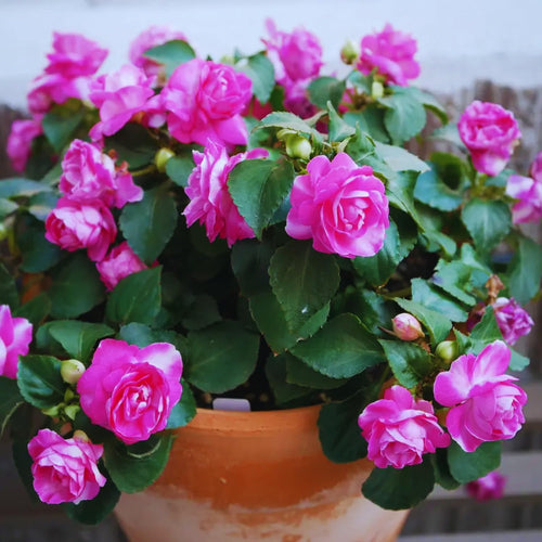 2 Impatiens Plants Live, Impatiens Flower Live Plant, 5 to 7 Inc Tall, Annual Flower Hanging Basket Plants Outdoor Indoor (Double Purple)